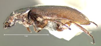 Media type: image;   Entomology 8222 Aspect: habitus lateral view